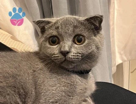 7 Aylık erkek kedimize eş aranıyor