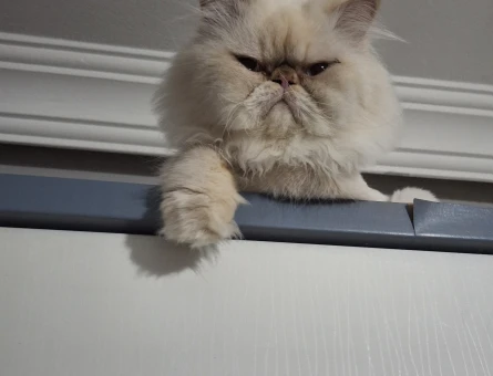 Sevimli erkek kedi - 118980154