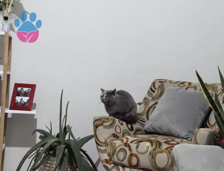 Kızım Geceye Eş Arıyorum