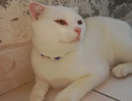 Scottish fold cins - 118980156