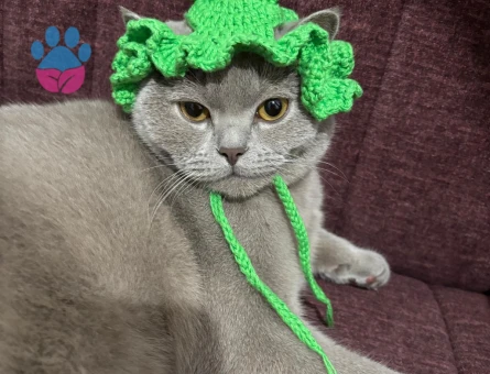 Oğluma prenses adayı arıyorum