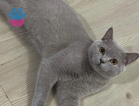 Oğluma prenses adayı arıyorum