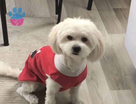 Oğlumuza eş ariyoruz