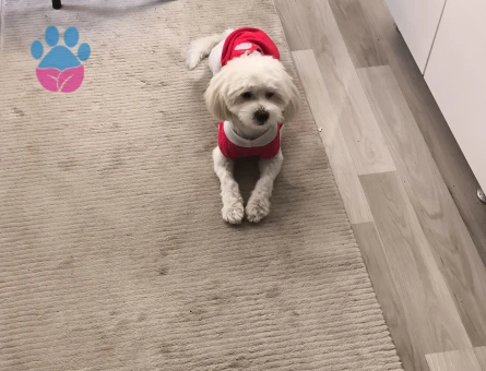 Oğlumuza eş ariyoruz