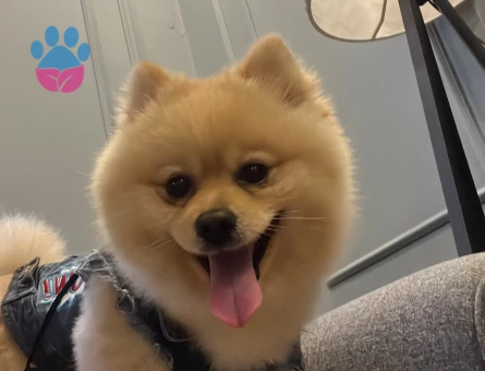 Bony’e Eş arıyorum