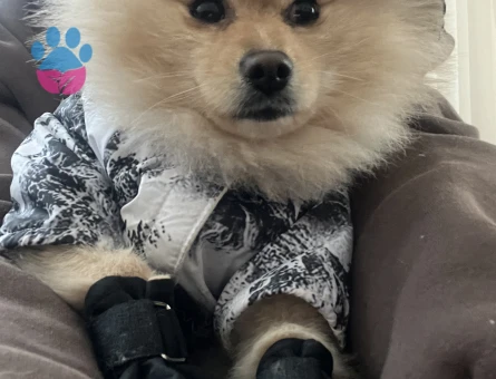 Bony’e Eş arıyorum