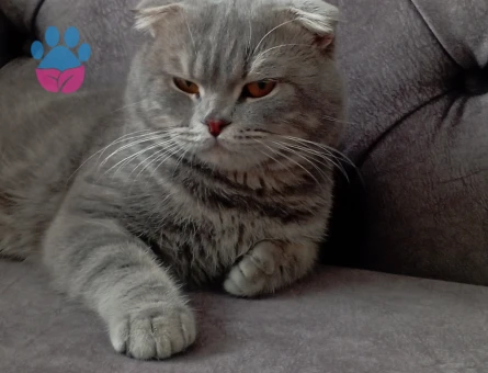 Leo yavrumuza eş ariyoruz