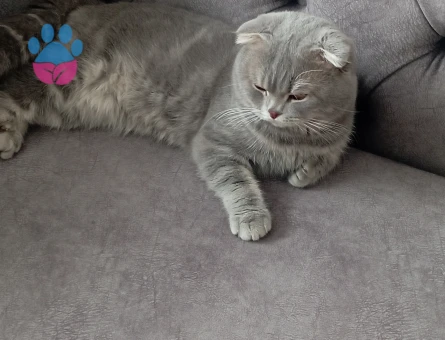 Leo yavrumuza eş ariyoruz