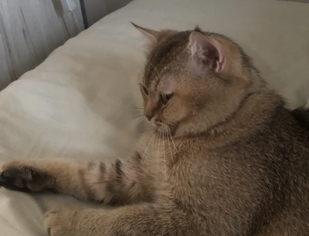British Shorthair Cedric Eş Arıyor Kızgınlıkta - 118972594
