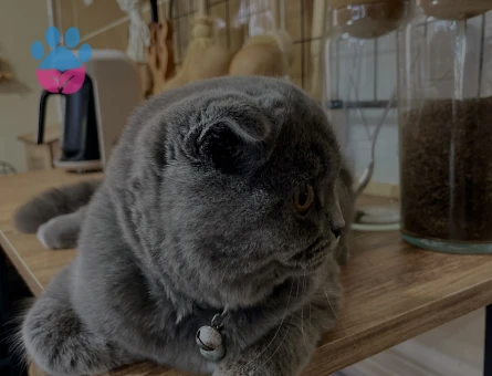 Scottish Fold Oğluma Eş Arıyorum 1 Yaşında