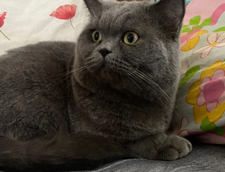 ERKEK KEDİME EŞ ARIYORUM - 118972602