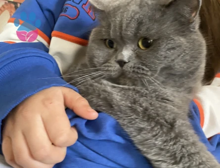 ERKEK KEDİME EŞ ARIYORUM