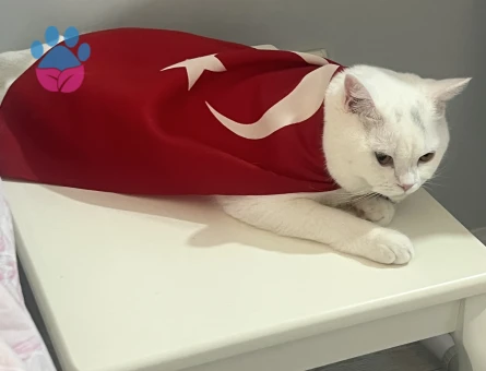oğluma eş arıyorum