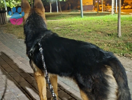 ittatkar eğitimli erkek k9