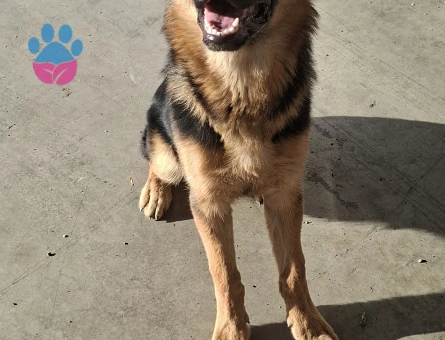 ittatkar eğitimli erkek k9