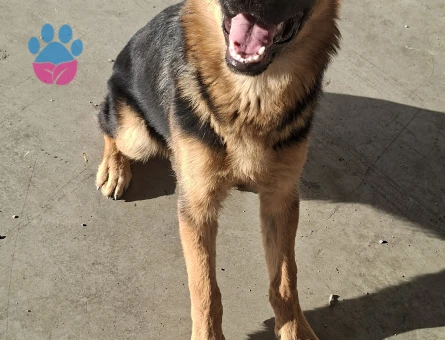 ittatkar eğitimli erkek k9