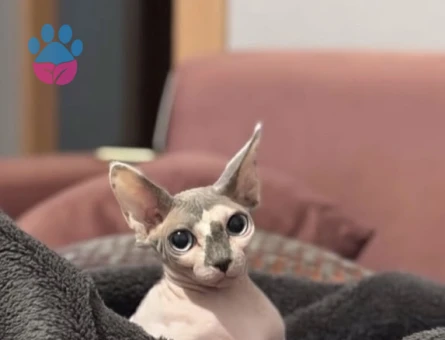 Sfenks Kızıma eş arıyorum