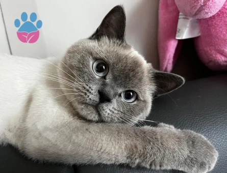British Shorthair kedime Scottish Fold Arıyoruz