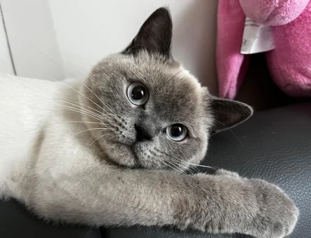 British Shorthair kedime Scottish Fold Arıyoruz - 118980613