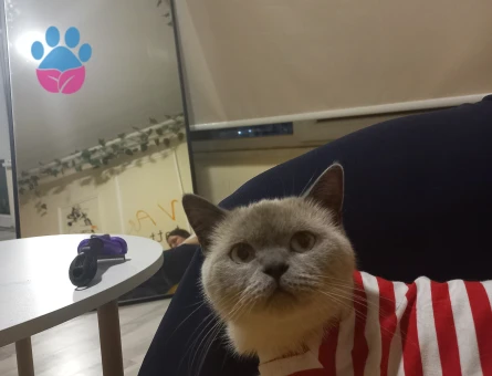 British Shorthair kedime Scottish Fold Arıyoruz