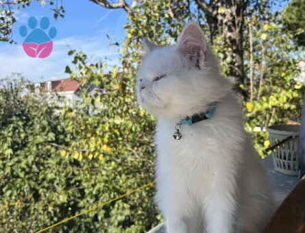British Longhair Erkek Kedime Eş Arıyorum