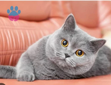 British Erkek kedime dişi eş arıyorum