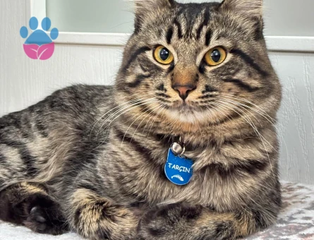 Tarçın oğlum kızgınlık döneminde