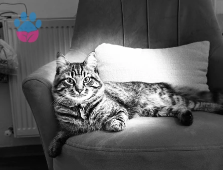 Tarçın oğlum kızgınlık döneminde