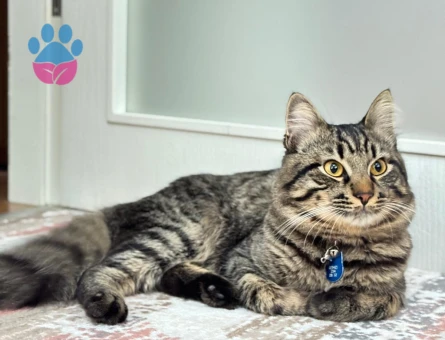 Tarçın oğlum kızgınlık döneminde