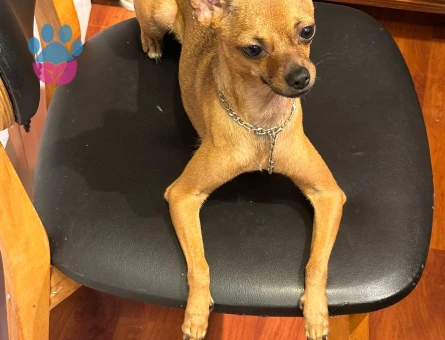 Minyatür Pinscher 3 Yaşında Eş Arıyor