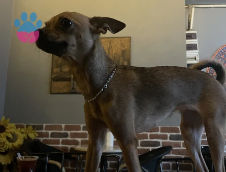 Minyatür Pinscher 3 Yaşında Eş Arıyor