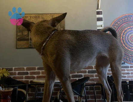 Minyatür Pinscher 3 Yaşında Eş Arıyor