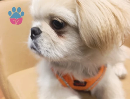 erkek pekinez çocuğuma bir eş arıyorum