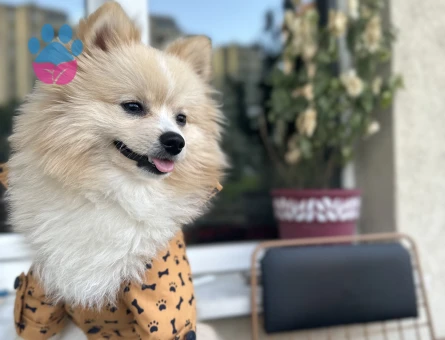 Pomeranian Boo Leo Eş Arıyor