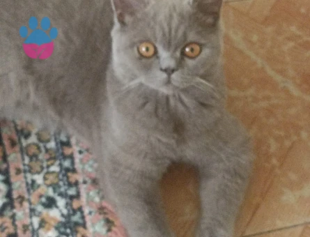 British Shorthair 1 Yaşında Kedim Eş Arıyor