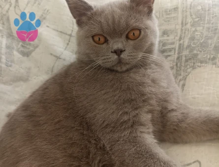 British Shorthair 1 Yaşında Kedim Eş Arıyor