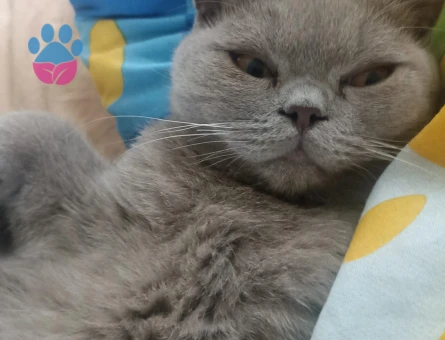 British Shorthair 1 Yaşında Kedim Eş Arıyor