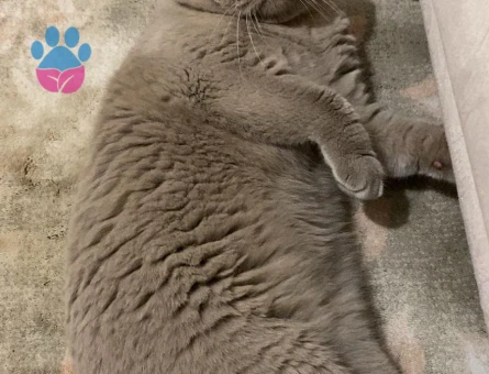 Scotish Fold Oğlumuza Dişi Kedi Arıyoruz