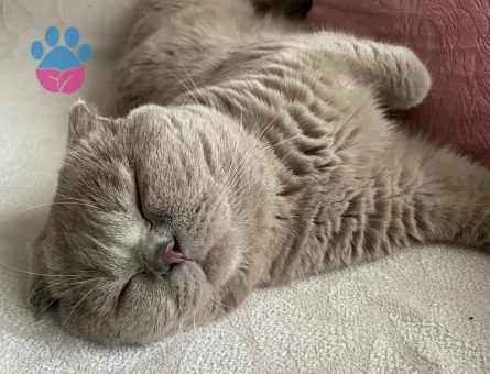 Scotish Fold Oğlumuza Dişi Kedi Arıyoruz