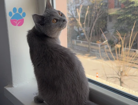 Prensesime eş arıyorum