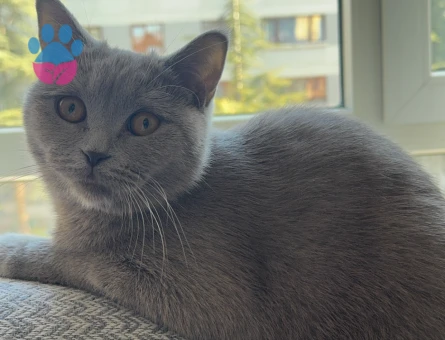 Prensesime eş arıyorum