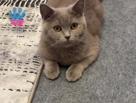 Prensesime eş arıyorum