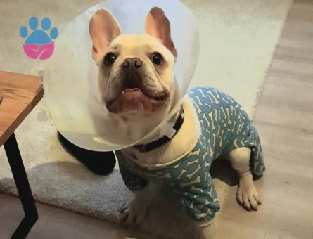 French bulldog eş