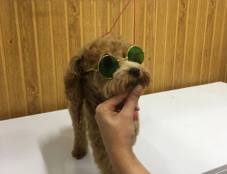Toy Poodle Tarçın Eş Arıyor - 118973302