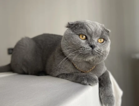 Leo - 118973303