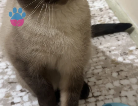 Siyam Kedime eş arıyorum