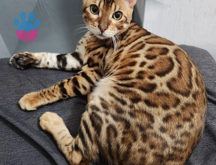 Bengal 1 Yaşında Kedim Eş Arıyor