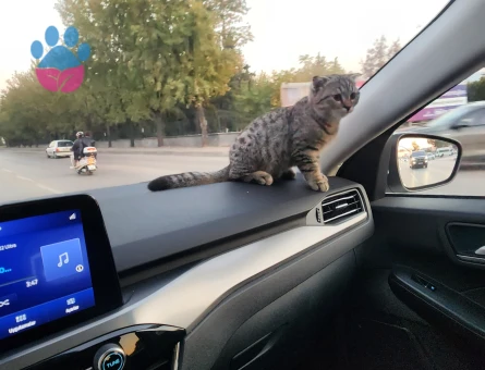 Tekir Kedime Eş Arıyorum