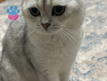 Scotish Fold Silver Ns11 Özel Bir Cins