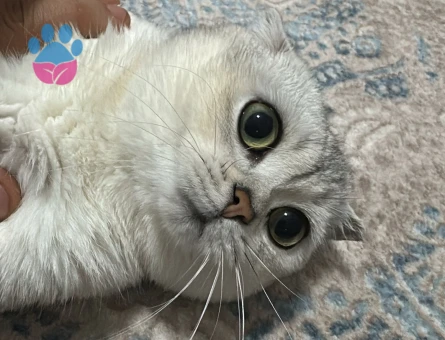 Scotish Fold Silver Ns11 Özel Bir Cins